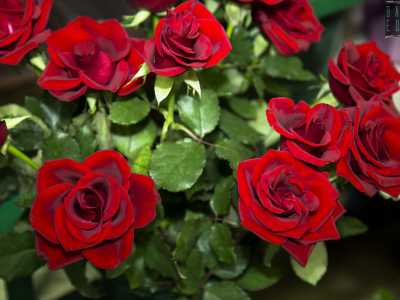 ...ci avviciniamo ad alcune bellissime rose e subito ritornano alla mente di Peppino vecchi ricordi
